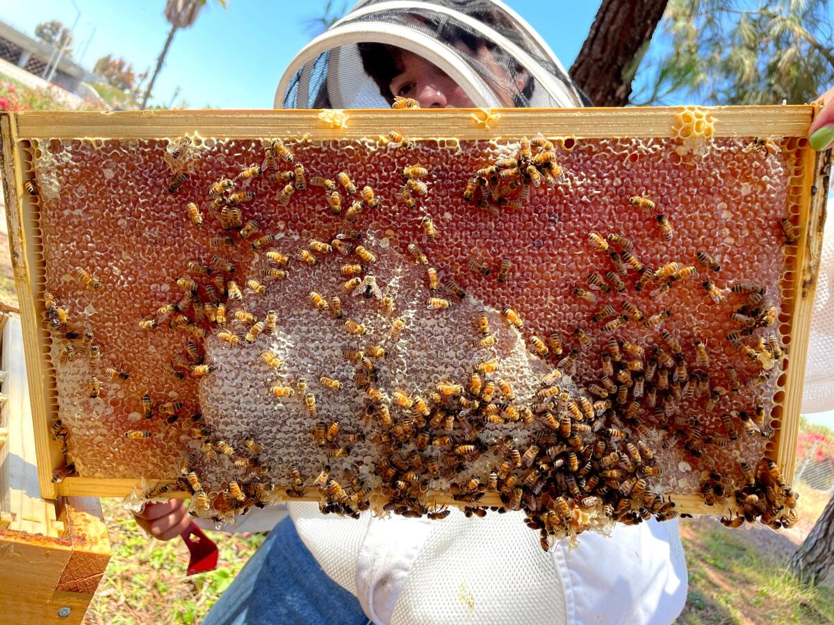A beekeeper with Montreal-based company Alveole holds up a hive frame behind the CANVAS North campus in Costa Mesa.