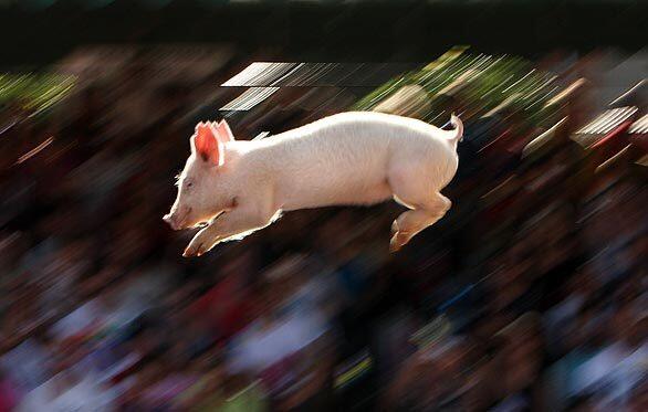 A participant soars during the Pig Racing and Diving display at the Sydney Royal Easter Show in Australia. The Royal Easter Show includes carnival shows and rides, equestrian and animal shows, various types of racing, agricultural displays and food stalls.