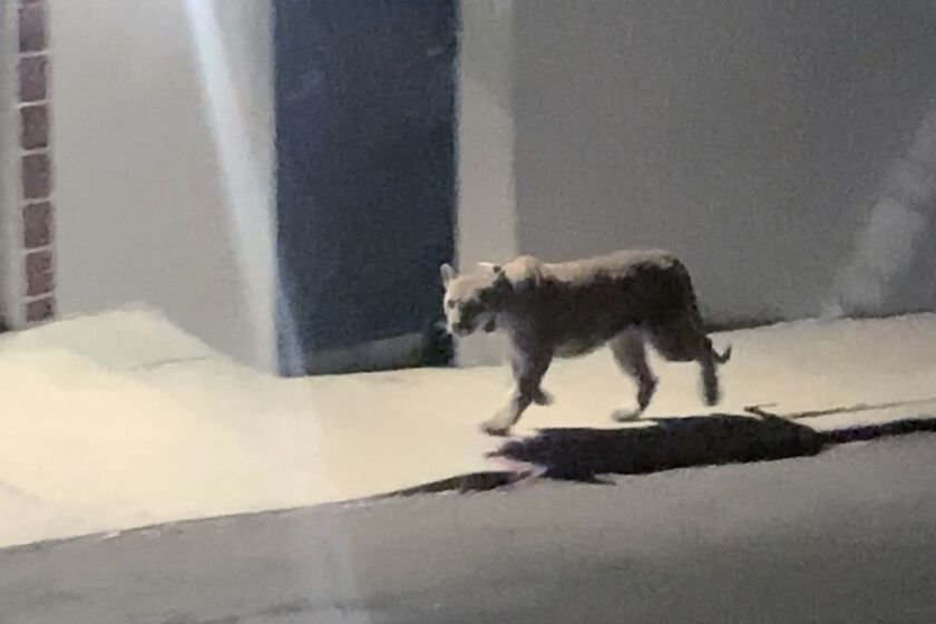 A mountain lion seen on Berkeley Circle in Silver Lake on Tuesday, March 8, 2022.