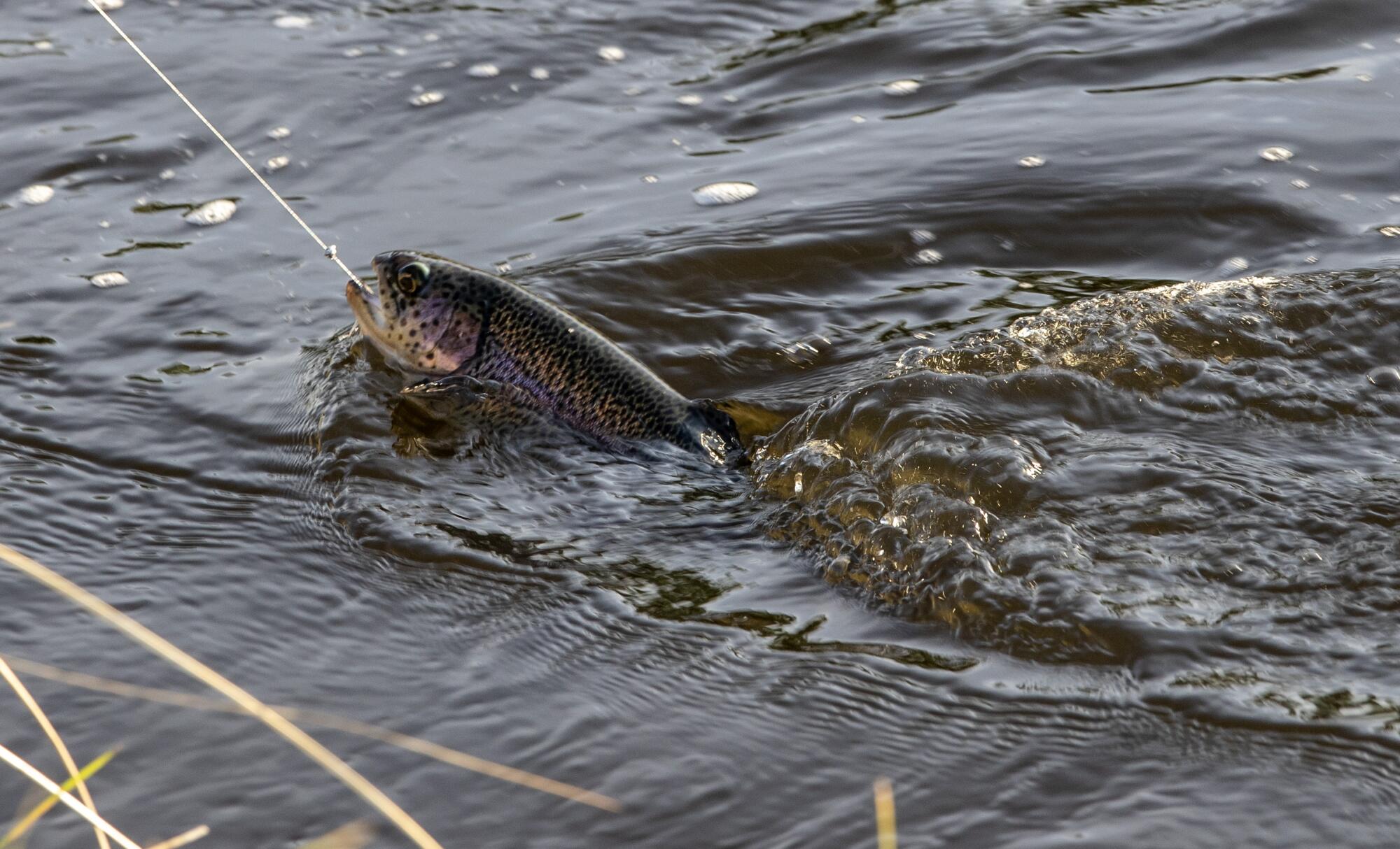 A trout is caught in a stream