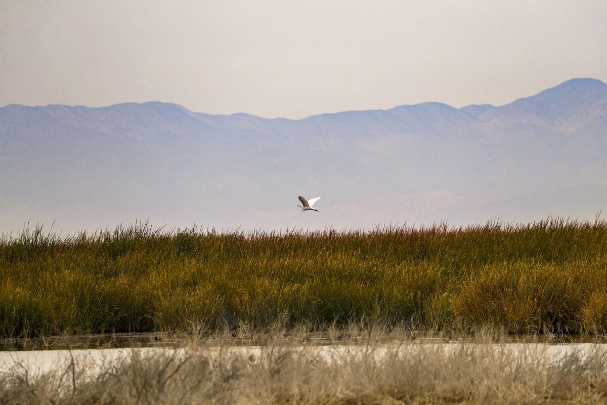 Salton Sea marshlands