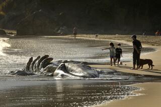 Muir Beach, San Francisco, California-May 6, 2021-Three more gray whales have washed ashore in the San Francisco Bay Area, adding to the four that washed up in April of this year. Visitors to Muir Beach look at a decomposing gray whale as they enjoy the beach on April 17, 2021. PHOTO TAKEN ON APRIL 17, 2021. (Carolyn Cole / Los Angeles Times)