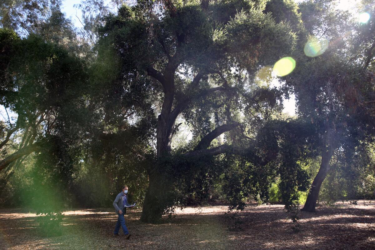 A man walks past a grove of trees