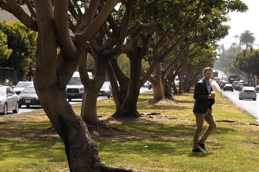 BRENTWOOD, CA - MAY 24, 2022 - - A pedestrian crosses a median as traffic passes along San Vicente Blvd. in Brentwood on May 24, 2022. California's top water regulators have adopted emergency drought rules Tuesday that scale up conservation requirements for water suppliers throughout the state and prohibit watering grass that is purely decorative at businesses and in common areas of subdivisions and homeowners associations. (Genaro Molina / Los Angeles Times)