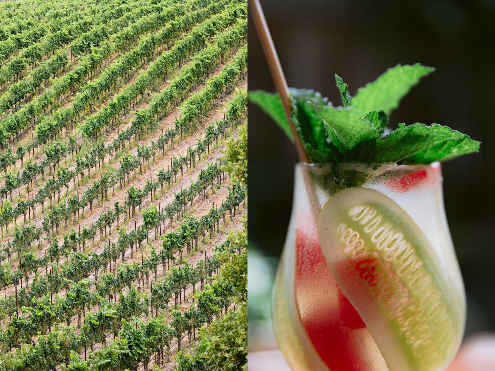 Two photos side by side of a vineyard, left, and a cocktail with sliced cucumber ribbons, right.
