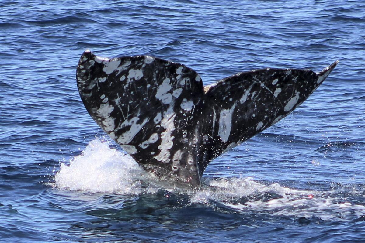 A whale tail out of the water