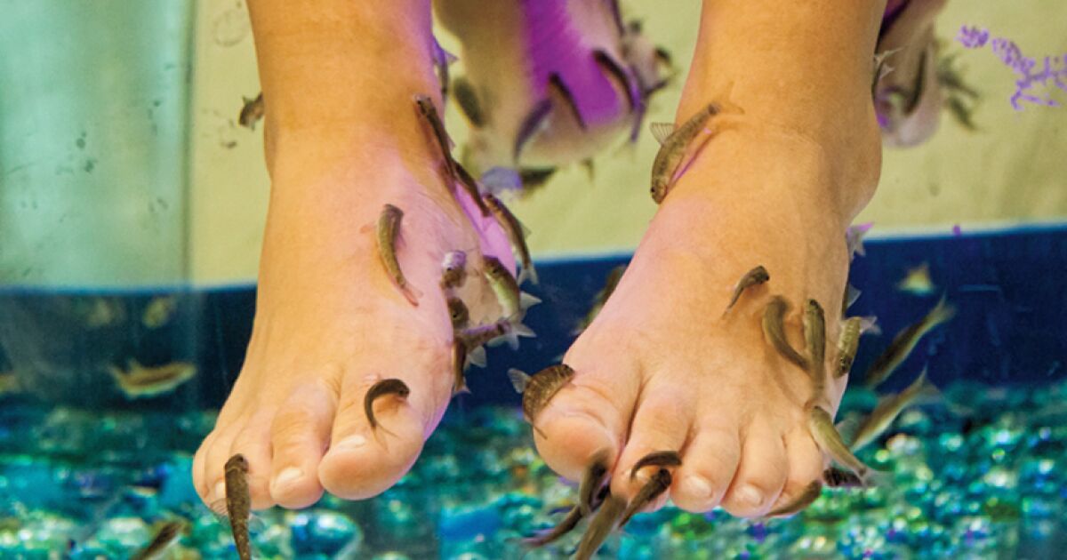 ...Just a Little Nibble 'Fish Spas' Are a Very Vegas Attraction Los