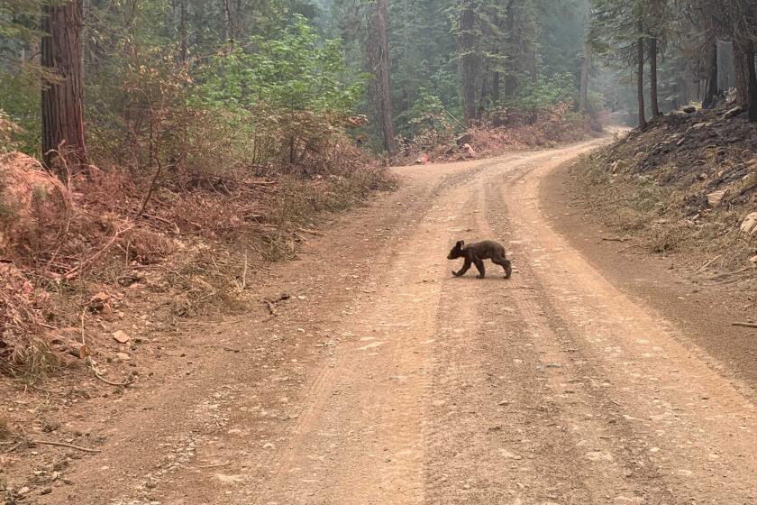 An orphaned bear cub struggles to survive as it walks alone along a mountain road impacted by the Dixie Fire in Plumas County, Calif., Sunday, Aug. 15, 2021. Thousands of Northern California homes remain threatened by the nation's largest wildfire and officials warn the danger of new blazes erupting across the West is high because of unstable weather. (AP Photo/Eugene Garcia)