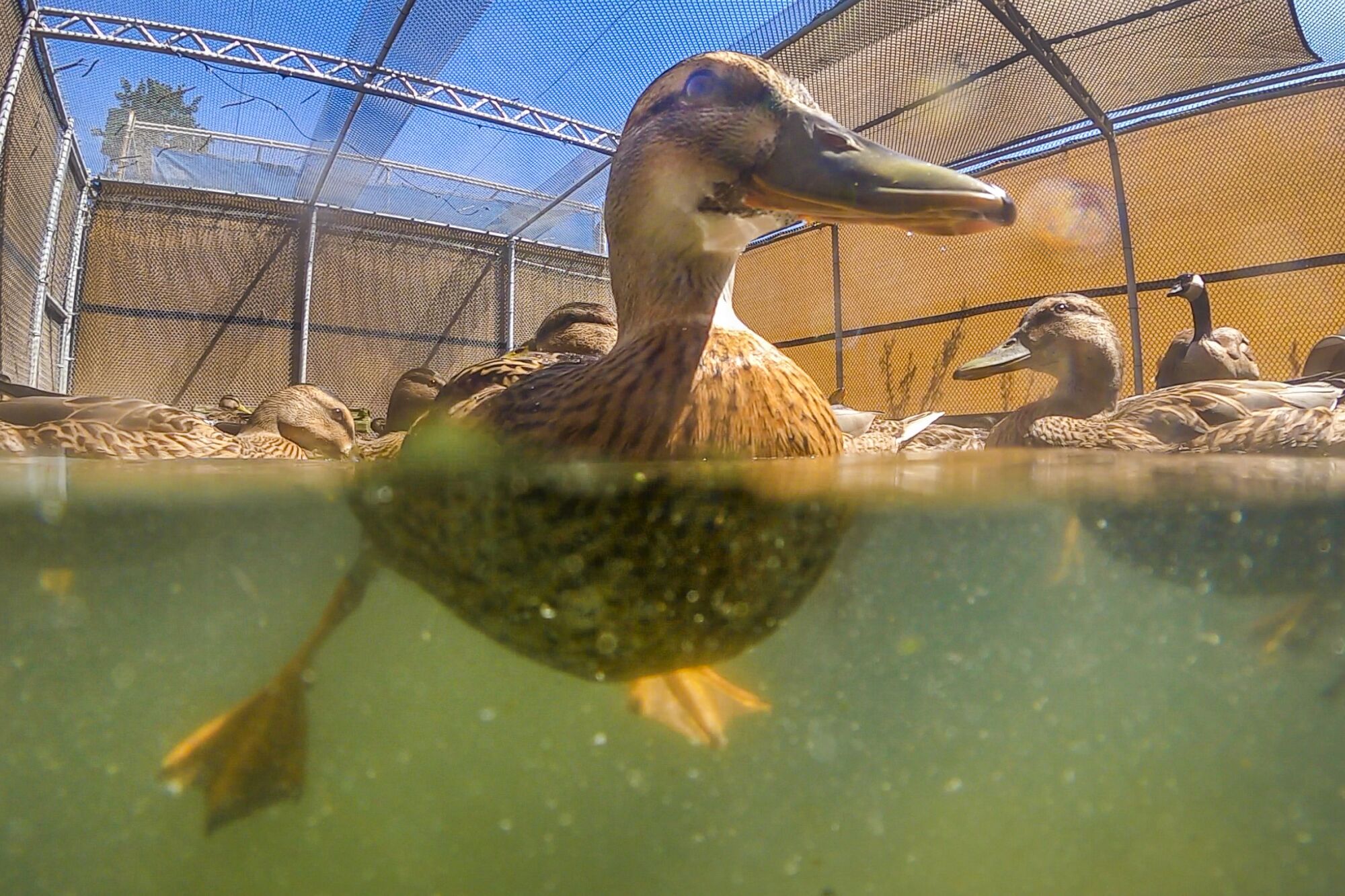 A variety of ducks and ducklings swim at the Wetlands and Wildlife Care Center