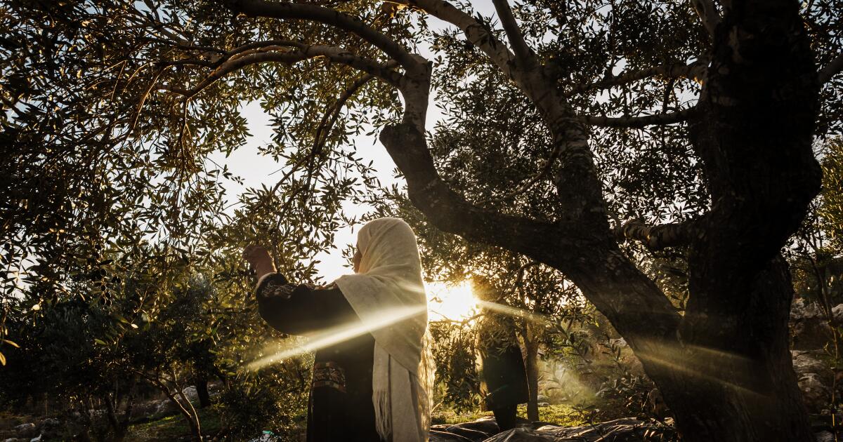 Another casualty of escalating clashes in the West Bank: The Palestinian olive harvest