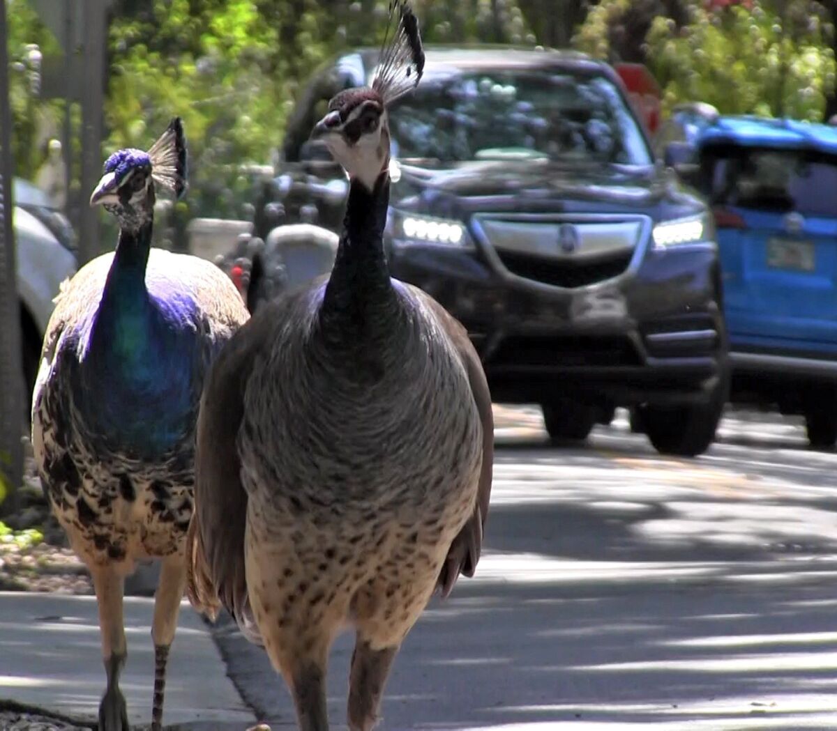 FILE - In this April 27, 2017 photo, a pack of peacocks mill about at an intersection in the Coconut Grove neighborhood of Miami. Peacocks could soon be on the outs in some Miami-Dade neighborhoods after the county commission agreed to loosen a law protecting the birds. The 20-year-old law still protects peacocks from harm, but commissioners agreed Tuesday, Feb. 1, 2022, to allow cities to opt out of the rules if they present appropriate plans to humanely remove the divisive birds from areas where they're not wanted. (Al Diaz/Miami Herald via AP, File)