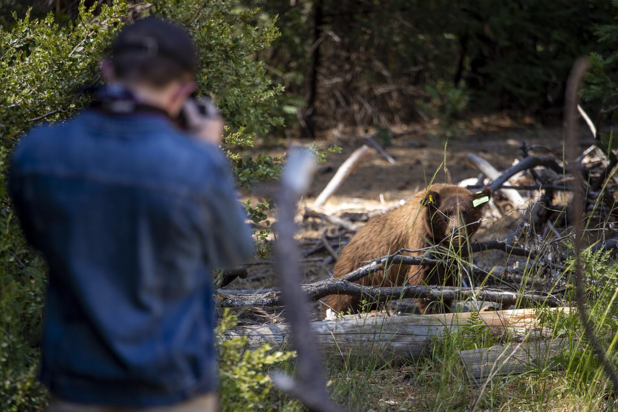 Austin Wall of Napa takes a picture of a bear near El Capitan Meadow