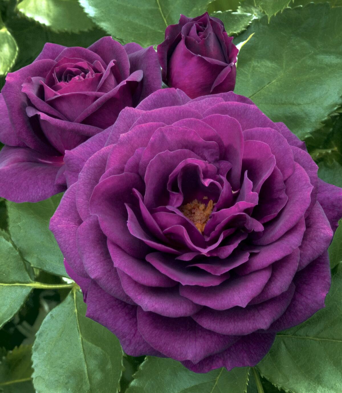 One of Tom Carruth’s earliest successes as a breeder was the creation of “Ebb Tide,” the first truly purple rose. (Weeks Roses)