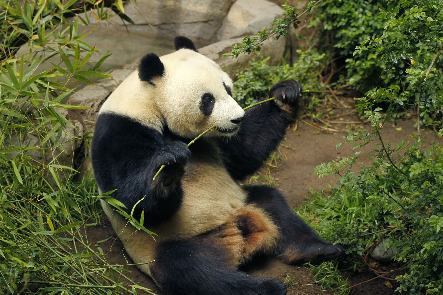 Panda Xiao Liwu, 6, eats bamboo in his enclosure at the San Diego Zoo on April 16, 2019. The last public day to see Xiao Liwu and his mom Bai Yun is April 29th, before they head back to China.