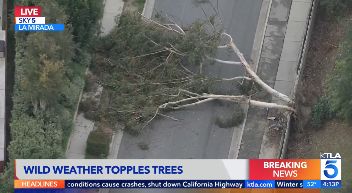 An aerial view of a downed tree blocking a roadway.