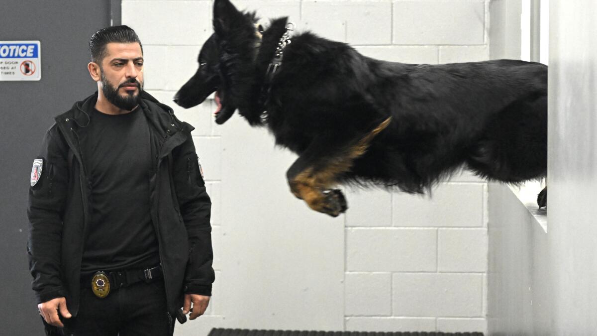 Dog training session for the Las Vegas dog show 2022