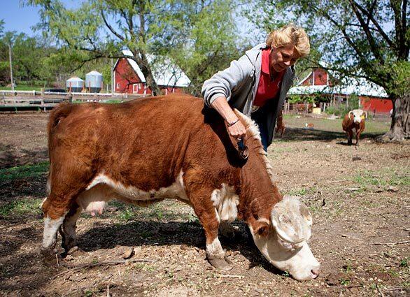 Miniature Hereford