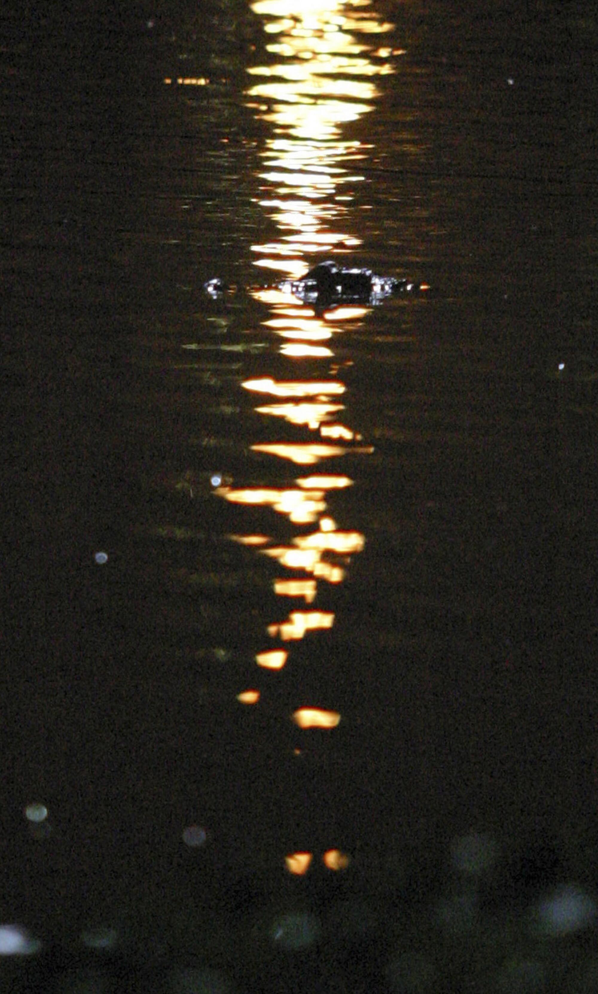 An alligator cruises Lake Machado