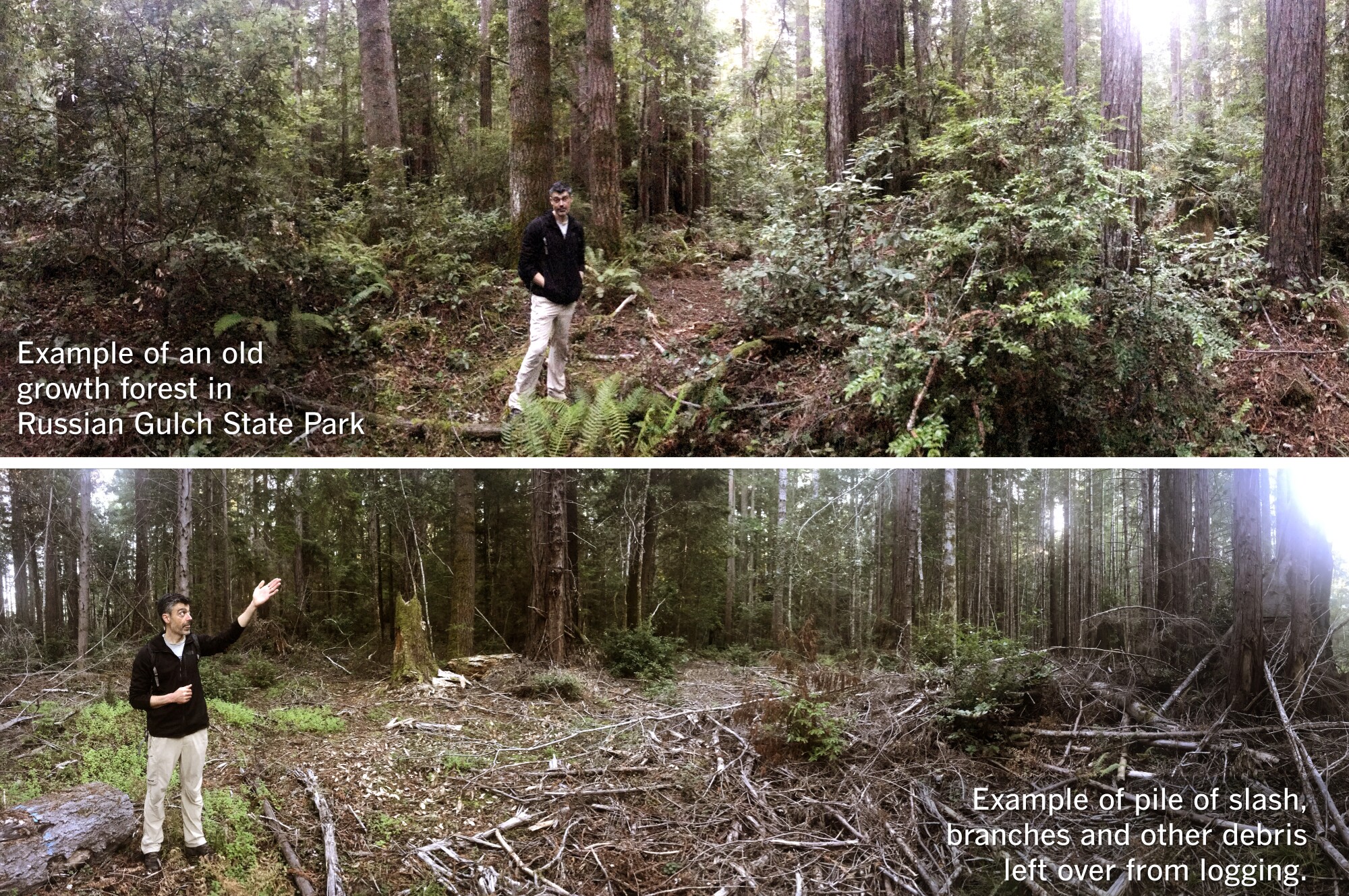 J.P. O'Brien standing in old growth forest in Russian Gulch State Park and a 'slash' pile in Jackson Demonstration State Park