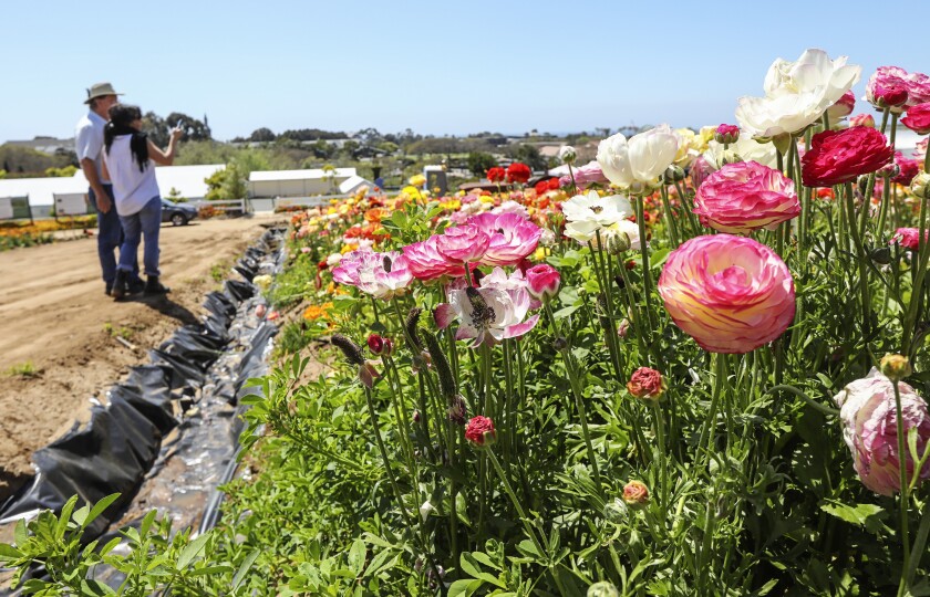 Fred Clarke (left), general manager at The Flower Fields, shoots an Instagram Live video with publicist Sonja Strand on April 16, 2020 in Carlsbad, California. The fields are in full bloom but the popular springtime attraction is closed to the public due to the Coronavirus COVID-19 pandemic.