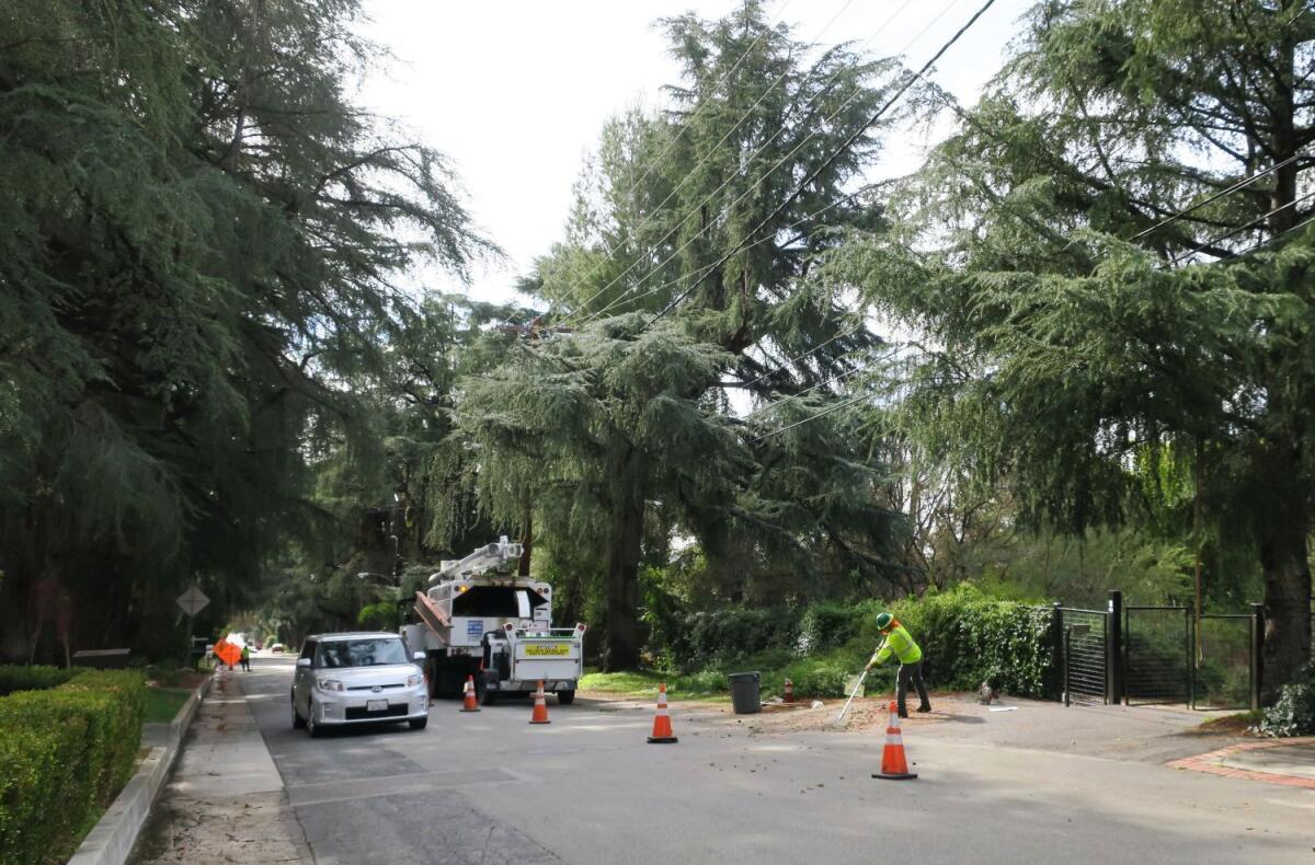 A Southern California Edison crew clears branches Jan. 17 after attempting to improve the appearance of a city-owned deodar cedar on Hillard Avenue officials said was over-trimmed without their knowledge.