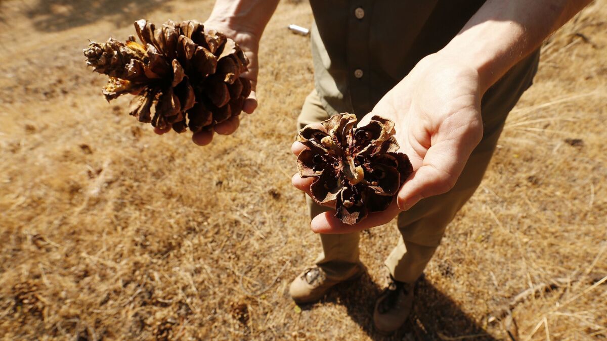 Bryant Baker, conservation director with Los Padres Forest Watch, examines the variety of pine cones found in the mixed conifer forest in the Tecuya Ridge area.