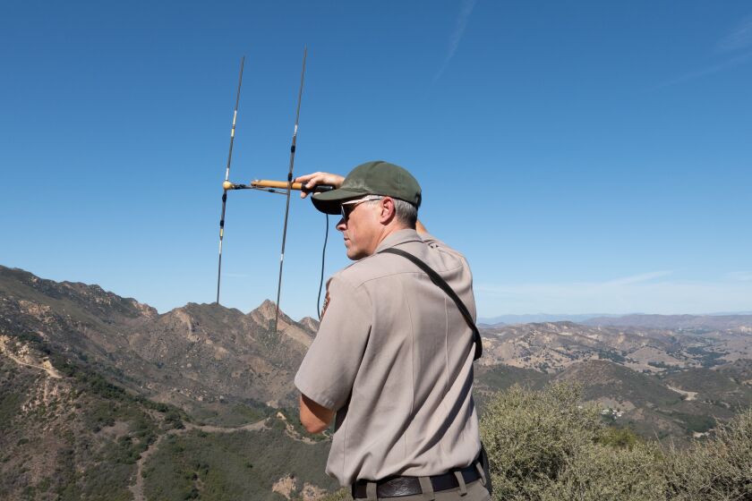 CALABASAS, CA - OCTOBER 18: **EMBARGOED UNTIL THU, 10/20 8 AM PST** National Park Service biologist Jeff Sikich uses radio telemetry to listen for any nearby mountain lions on a recent day. On previous days, he said a male mountain lion and a female mountain lion with two kittens have been spotted in the area in front of him. A new study by UCLA researcher Rachel Blakey determined that mountain lions are avoiding 100,000 acres of habitat burned in the 2018 Woolsey Fire. As a result, the mountain lions have increased their dangerous road and freeway crossings to avoid human interaction. The population of lions is taking greater risks to compensate for the loss of available resources and habitat. Photographed on Tuesday, Oct. 18, 2022 in Calabasas, CA. (Myung J. Chun / Los Angeles Times)