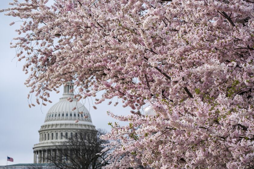 Cherry trees in full bloom frame the Capitol in Washington, Monday, March 27, 2023. (AP Photo/J. Scott Applewhite)