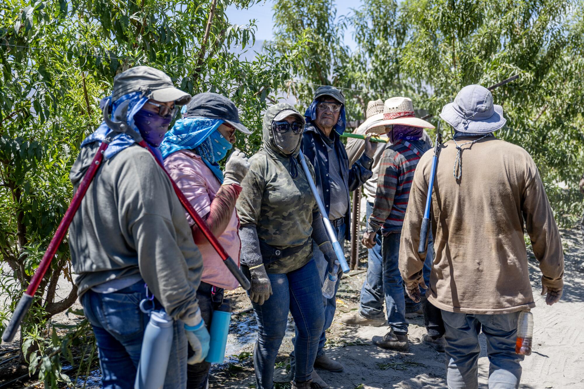 With the temperature well over 100 degrees, farmworkers stand among trees in partial shade