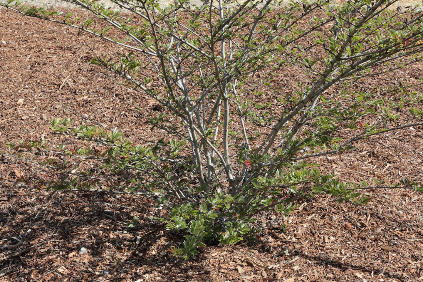 cm-rsftrees-2204-014.jpg
