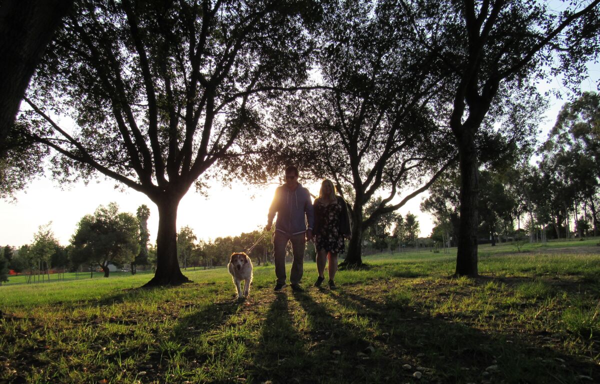Dog walking is a popular endeavor at Harry Griffen Park in La Mesa.