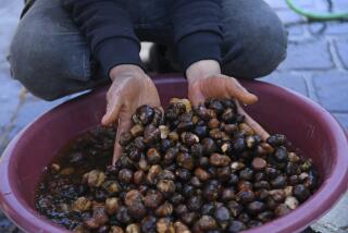 A Syrian vendor displays truffles at a market in Aleppo on February 28, 2024. 