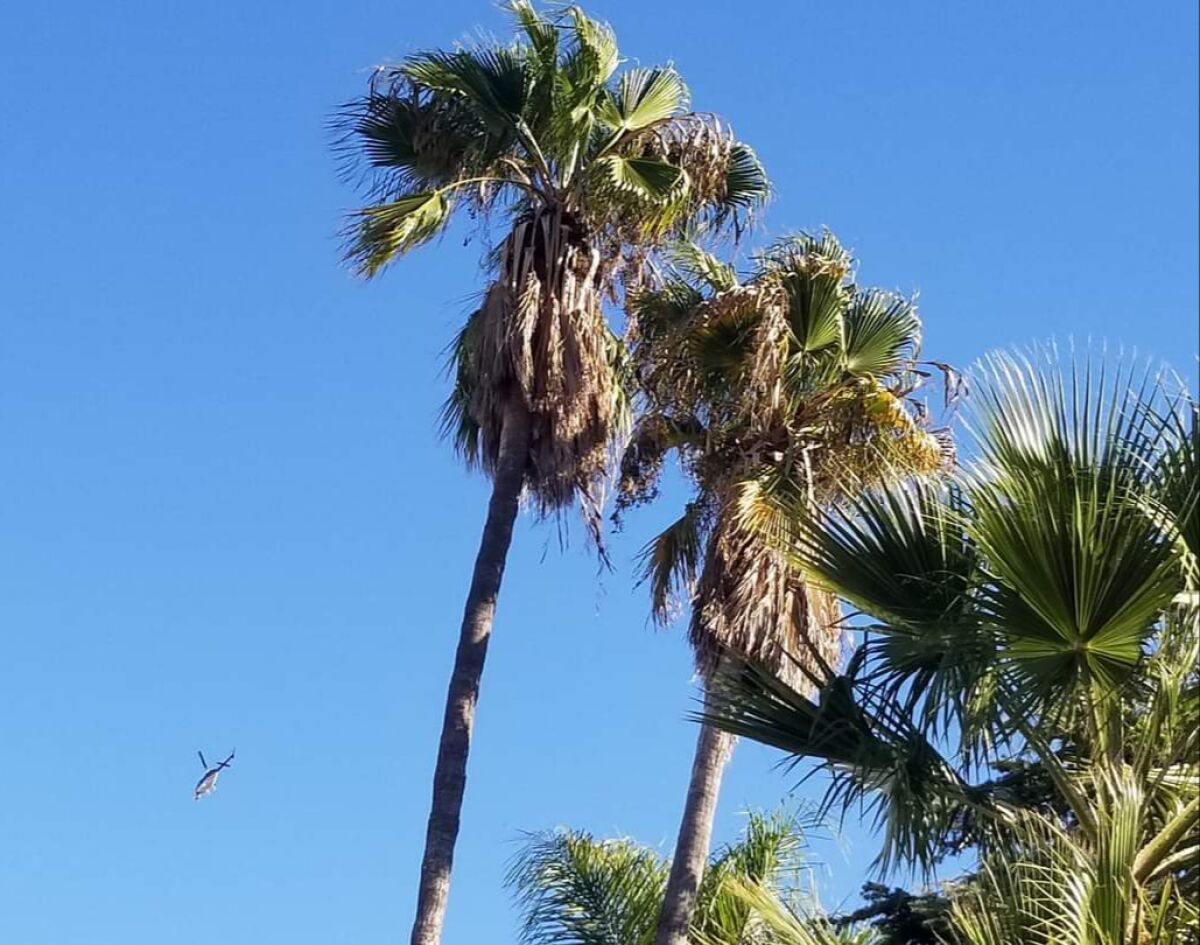 A helicopter leased by San Diego Gas & Electric flew above San Carlos Monday afternoon checking power lines.