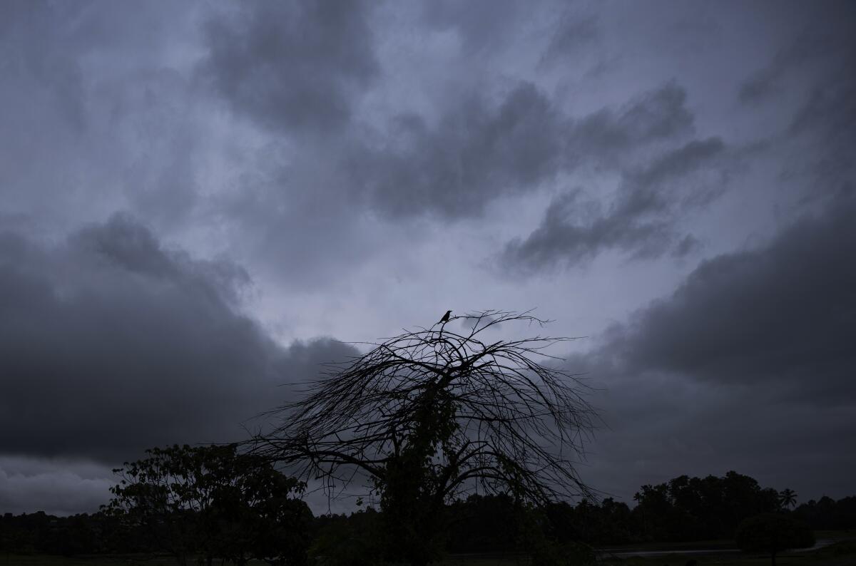 A bird perches on a tree as dark gray rain clouds cover the sky