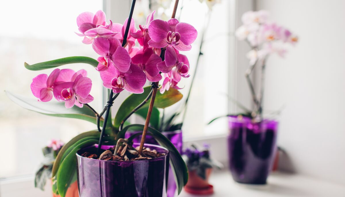 A Phalaenopsis orchid plant on a window sill
