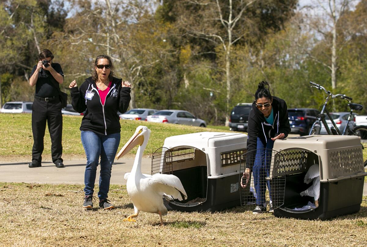 Lisa Jacoby and Preeti Patel, volunteers with the Wetlands & Wildlife Care Center.