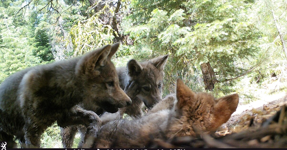 Two of California’s wolf packs produce litters