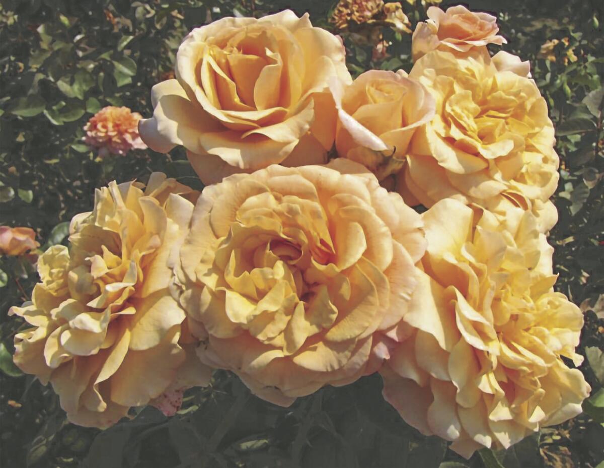 ‘Morning Glow’ has medium-large, soft-gold blooms that are old fashioned, elegant and very full.