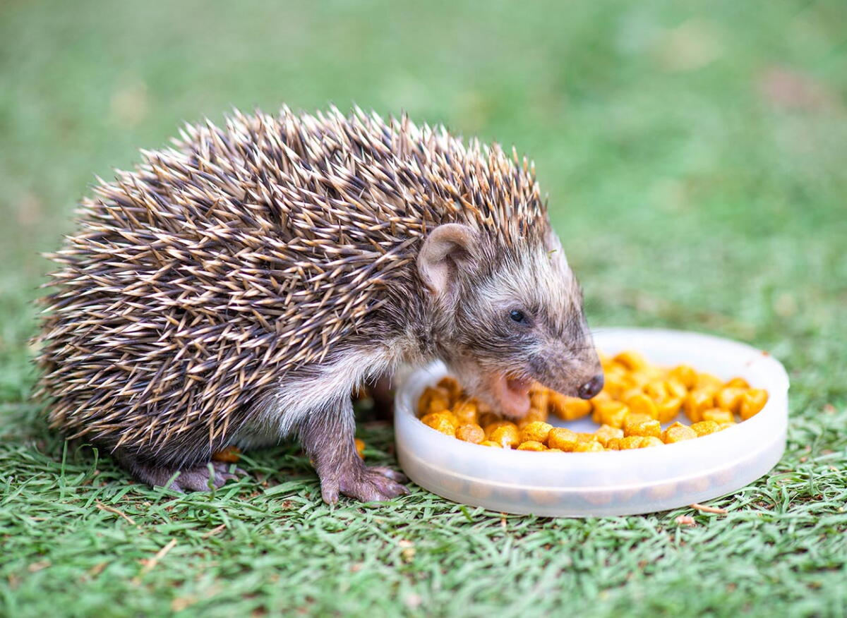How to Care for a Pet Hedgehog: Diet, Habitat and Health Tips - Los ...