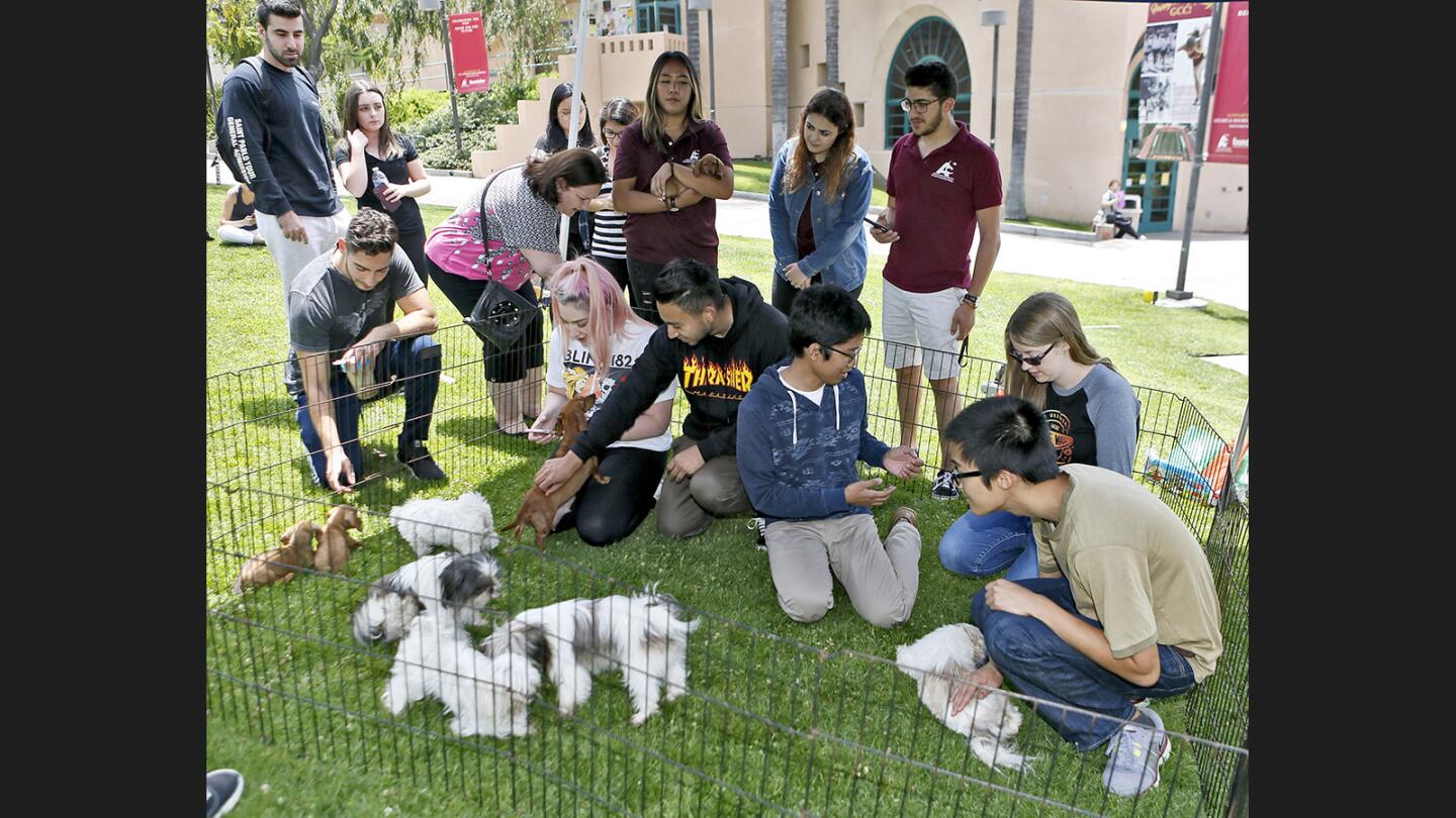 Photo Gallery: Puppies help relieve finals week stress at Glendale College