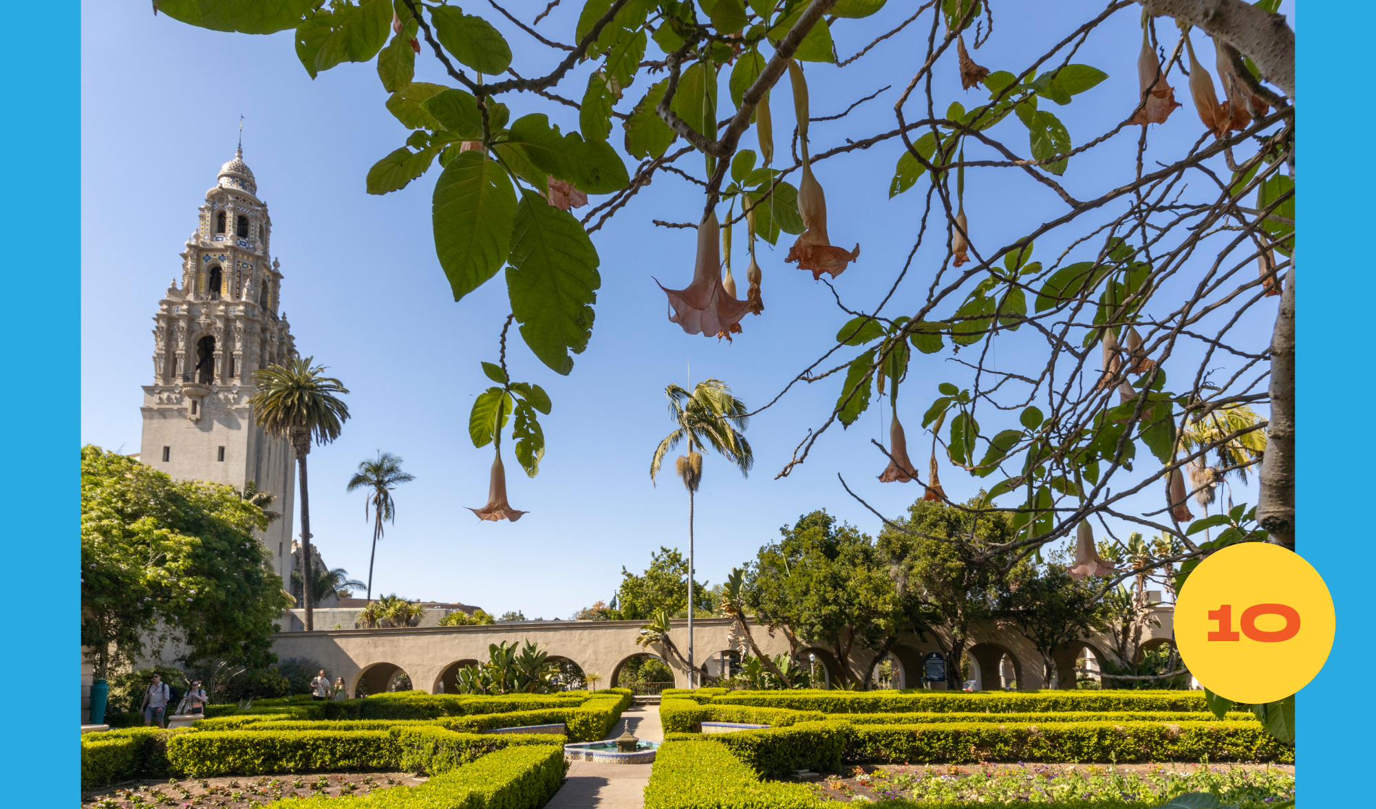 Blooming Angel Trumpet flowers in the foreground at Balboa Park Botanical Building, the California Tower in the background