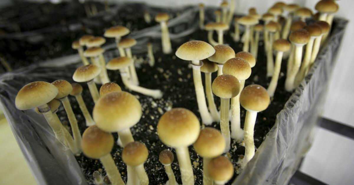 Magic Mushrooms 101: Everything You Need To Know Before You Trip -  Tripsitter
