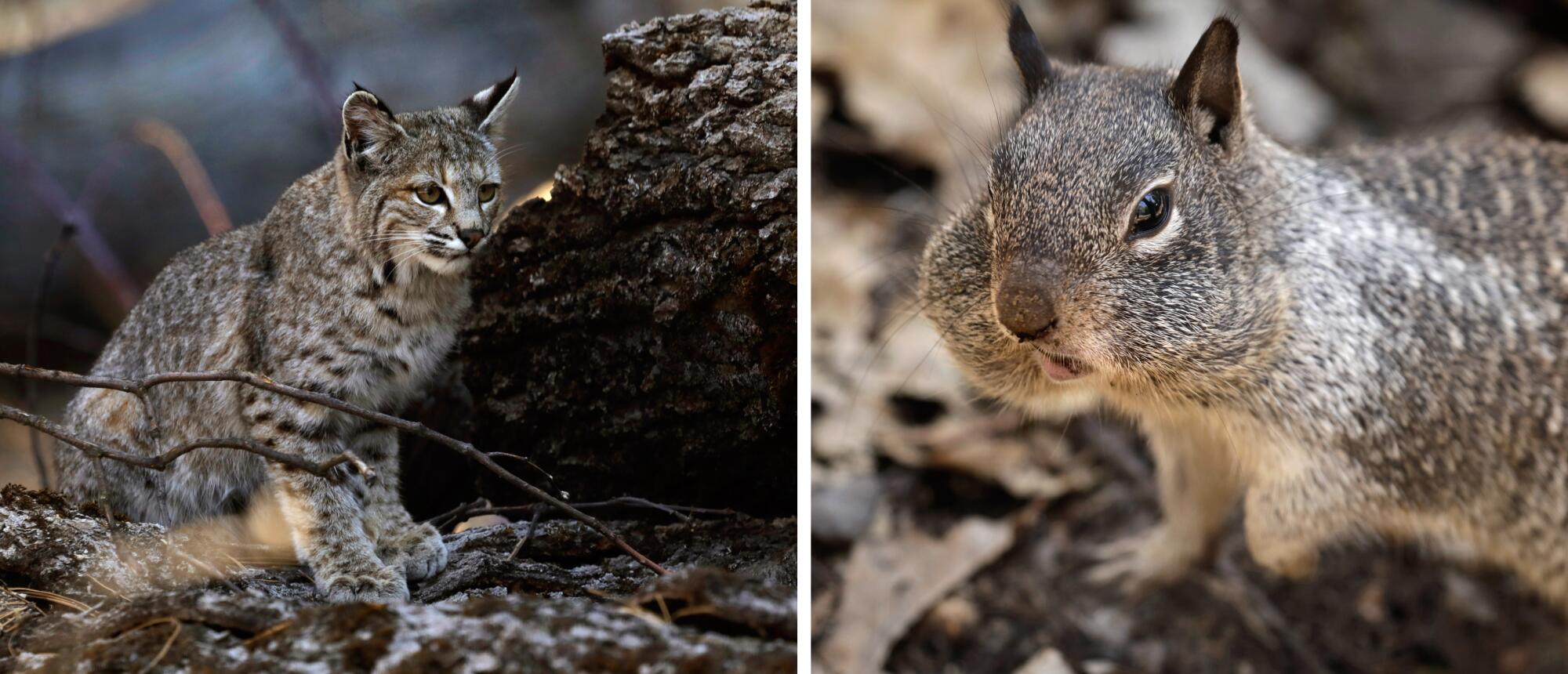 Diptych of a bobcat crouched next to a tree stump, and a closeup of a squirrel with its cheeks puffed out and full