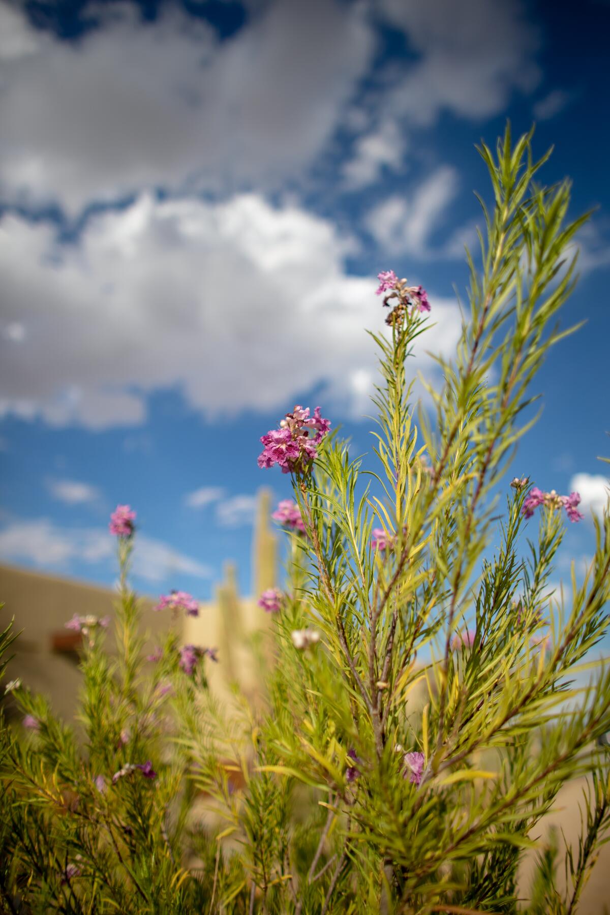 A low angle picture of a blooming desert willow against a blue sky and white clouds. 