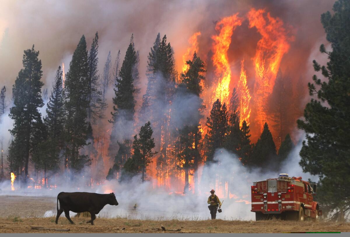 The Rim fire destroyed 11 homes, injured 10 people and cost more than $127 million to fight.