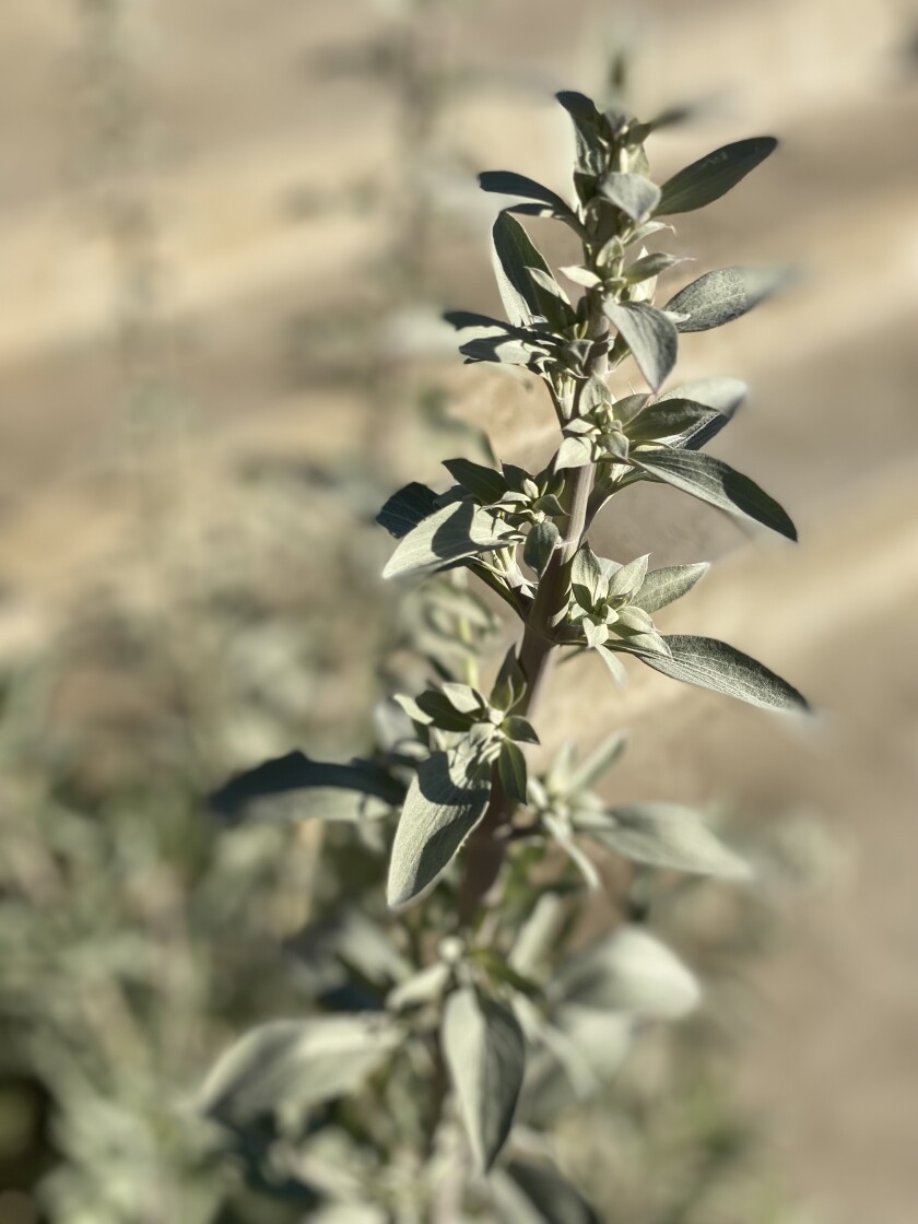 The silvery, pale-green leaves of white sage.