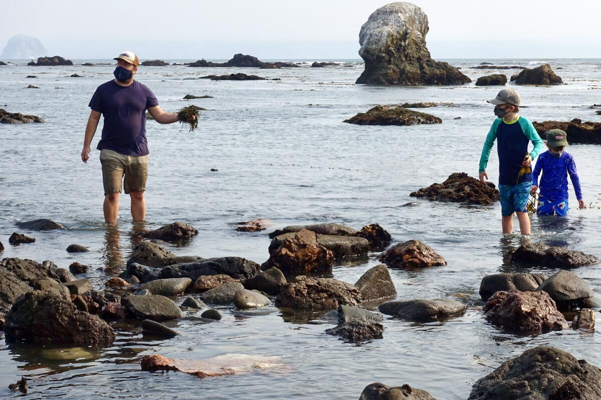 Spencer Marley leads a seaweed-foraging tour