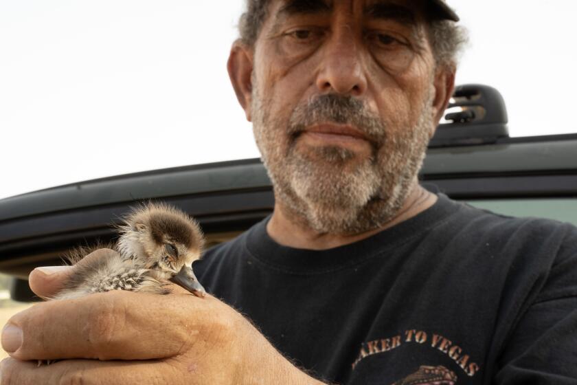 RIVERSIDE, UNITED STATES - JULY 26: An Egyptian Gosling from a golf course, the Upland Hills Country Club, was brought in after being abandoned by it's mother for having a gimpy leg. Berkowitz said it's quick fix with calcium supplements and electrolytes on Friday, July 26, 2024 in Riverside, California.(Jireh Deng / Los Angeles Times)