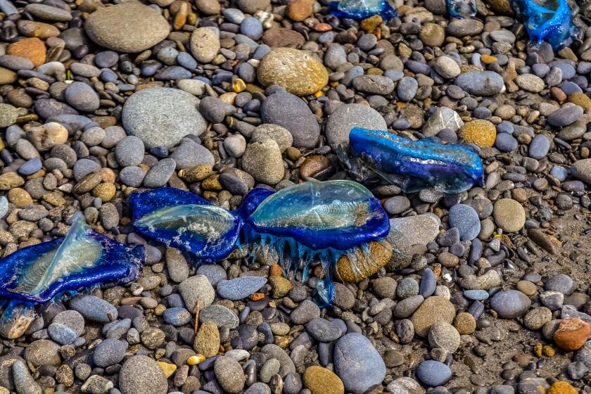 Blue jellyfish VELELLA sp., taken ashore by storm, on the shores of the Pacific Ocean in Olympic National Park, Washington, USA