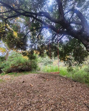 A photograph of a tree with a swing on the Murphy's Ranch trail.